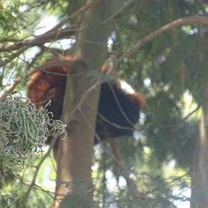 03/05/17 - Red ruffed lemur