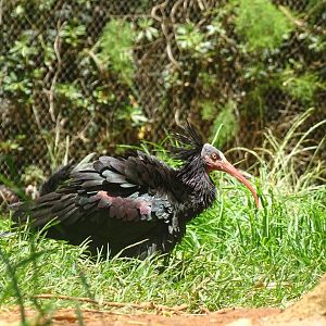 03/05/17 - Northern bald ibis