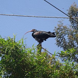 03/05/17 - Northern bald ibis