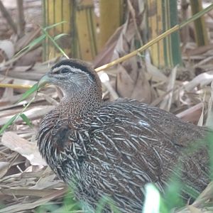 03/05/17 - Moroccan (Ayesha's) double-spurred francolin
