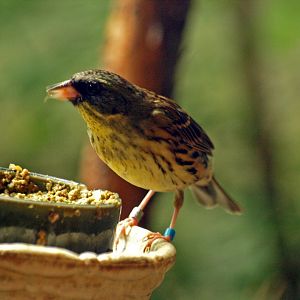 Black-faced bunting?