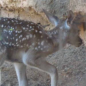 03/05/17 - Barbary stag fawn