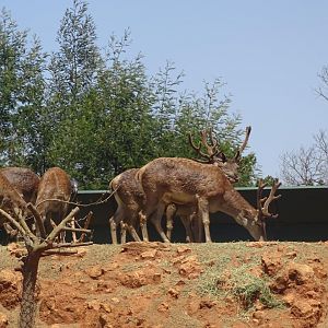 03/05/17 - Barbary stag (exhibit)