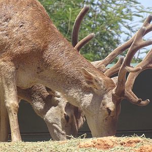 03/05/17 - Barbary stag