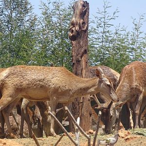 03/05/17 - Barbary stag