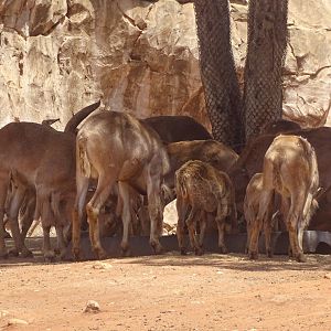 03/05/17 - Barbary sheep
