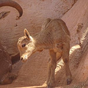 03/05/17 - Barbary sheep lamb