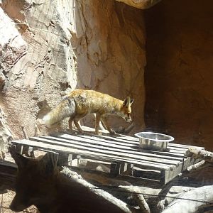 03/05/17 - Barbary red fox