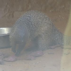 03/05/17 - Egyptian mongoose (feeding time)