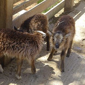 03/05/17 - Soay sheep