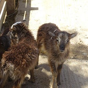 03/05/17 - Soay sheep
