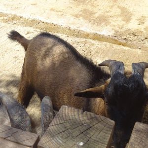 03/05/17 - Soay sheep