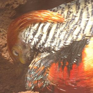 03/05/17 - Goldean pheasant