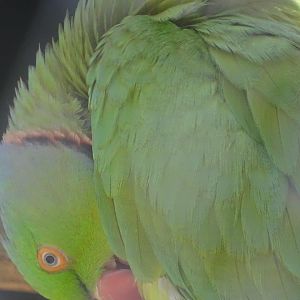 03/05/17 - Ring-necked parakeet
