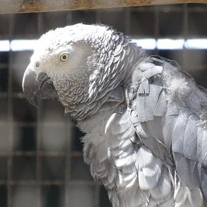 03/05/17 - Congo grey parrot