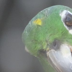 03/05/17 - Yellow-crowned amazon