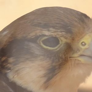 03/05/17 - Erlanger's lanner falcon