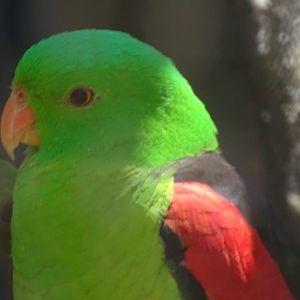 03/05/17 - Eclectus parrot