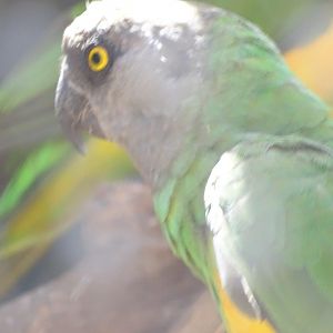 03/05/17 - Senegal parrot