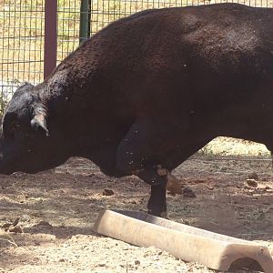 03/05/17  - Angus cattle