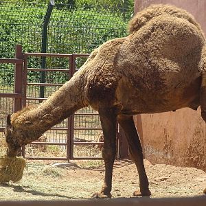 03/05/17 - Dromadery camel