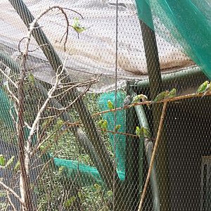 03/05/17 - Budgerigar