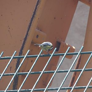 03/05/17 - Wild African blue tit