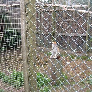 Blåvand Zoo - Patas monkey exhibit
