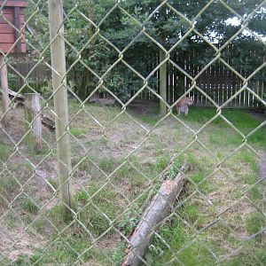Blåvand Zoo - Lynx exhibit