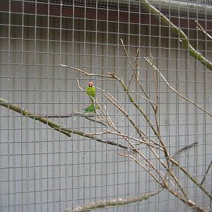 Blåvand Zoo - Parrot aviary