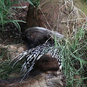 African Crested Porcupine