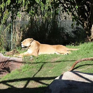 Shinyanga, African Lion