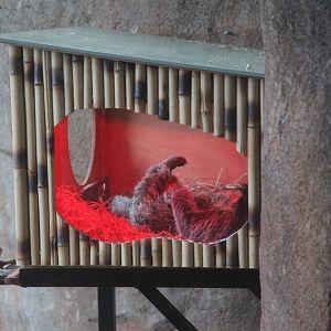 Binturong resting up