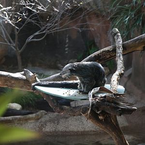 Binturong feeding