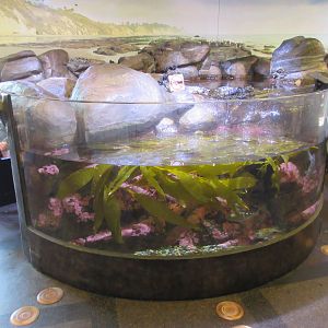 Tunnel Kelp Tank