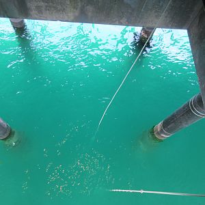 Wet Deck (fishing lines dangling into the ocean)