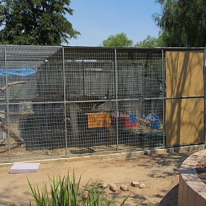 Abdim's Stork Exhibit