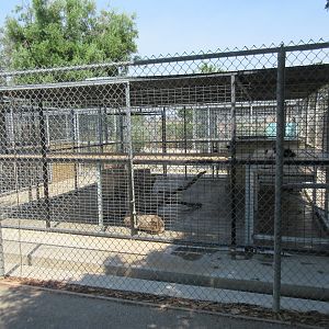 Coyote Exhibit