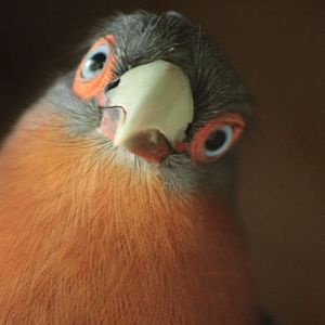 Jul. 2017 - Wings Of The World - Chestnut-breasted Malkoha