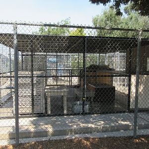 African Lion Exhibit (one of several nasty-looking little carnivore cages)