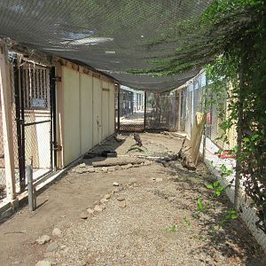 Bird of Prey Exhibit (with only a single perching area)