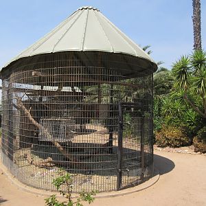 Brown Tufted Capuchin Exhibit