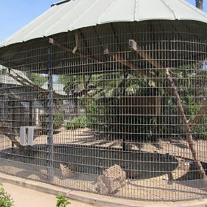 Brown Tufted Capuchin Exhibit