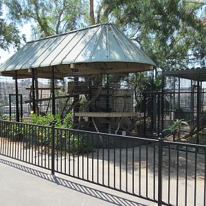 Vervet Monkey Exhibit