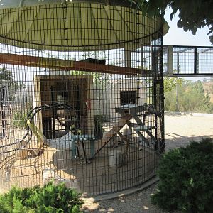 Ring-Tailed Lemur Exhibit