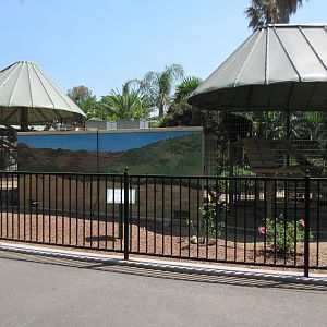 Olive Baboon + Hamadryas Baboon Exhibits