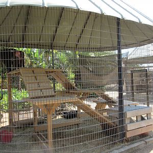 Olive Baboon Exhibit