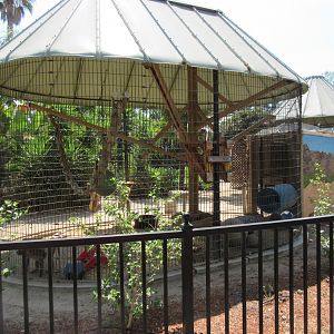 Hamadryas Baboon Exhibit