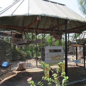 Crested Gibbon Exhibit