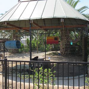 Black-Handed Spider Monkey Exhibit